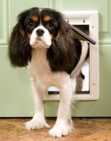 PetSafe Plastic Dog Door (Option: Small  PPA0010958)